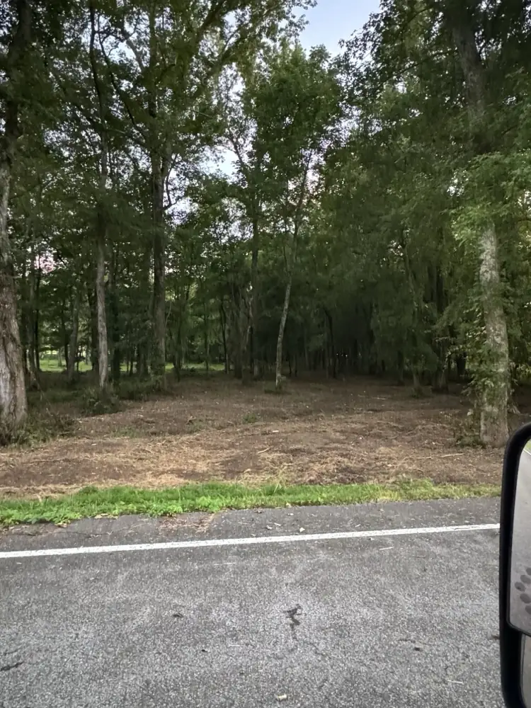 Mulched ground under a stand of shade trees left standing