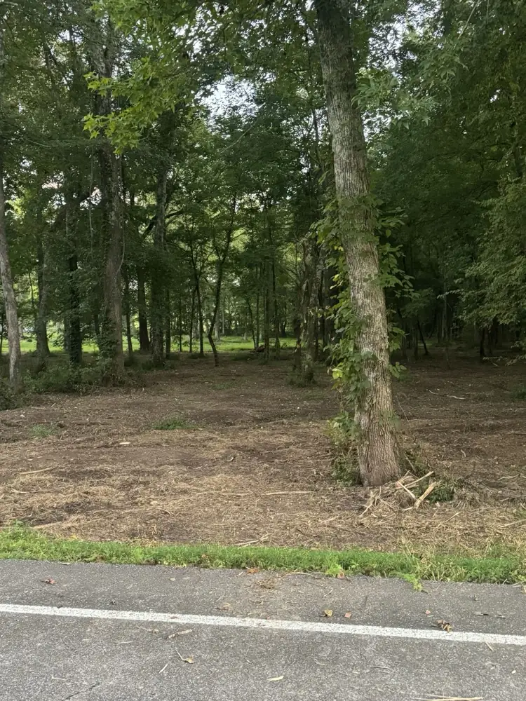 Open mulched ground under the larger trees left standing