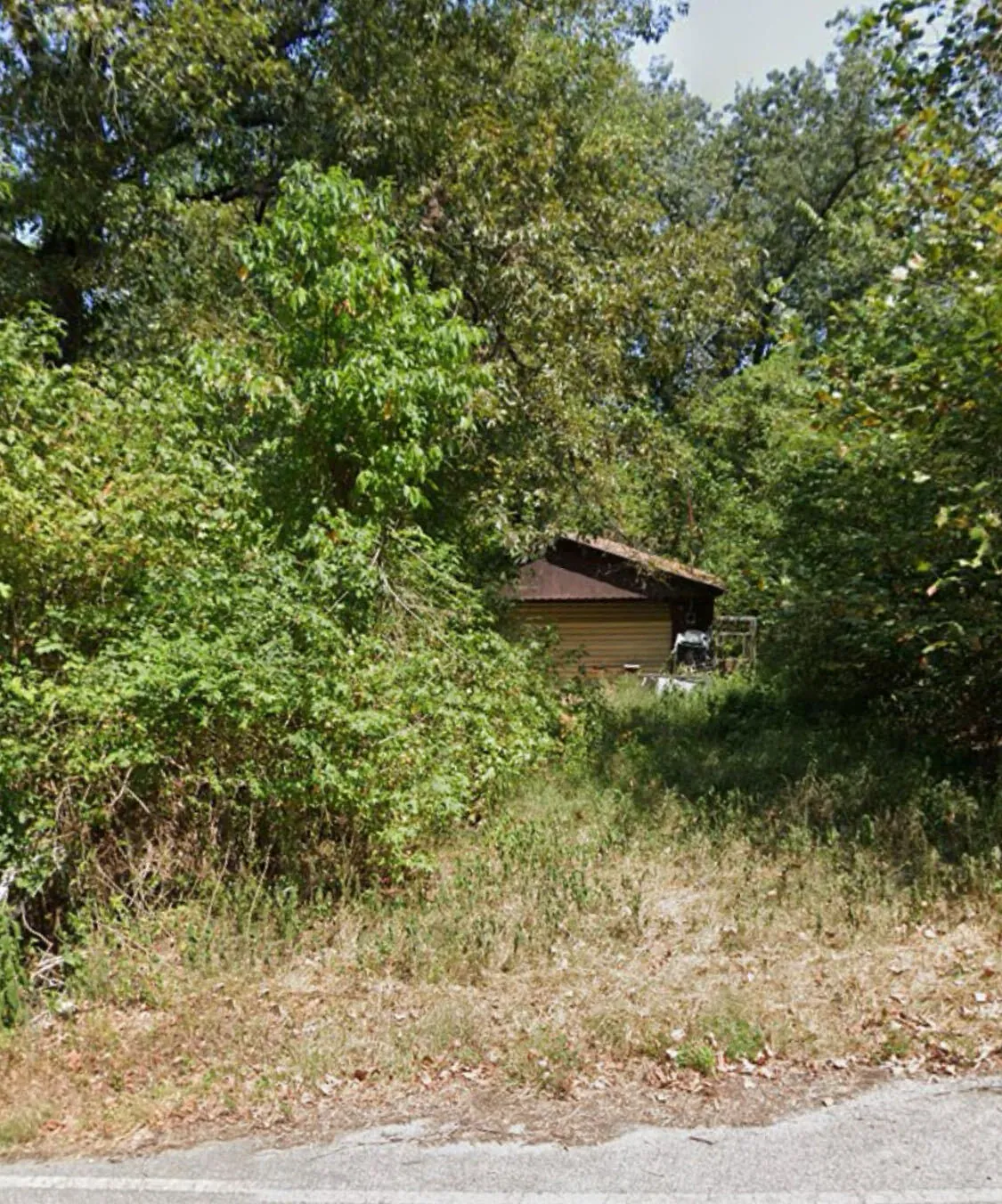 Old wooden shed in an overgrown lot, grown in with brush and trees